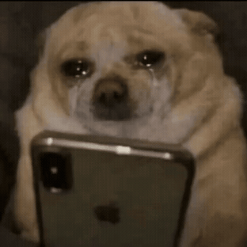 Dog Scroll GIF