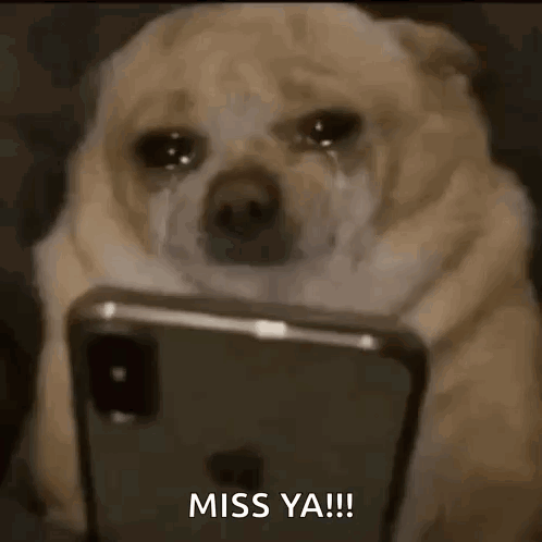 Dog Scroll GIF