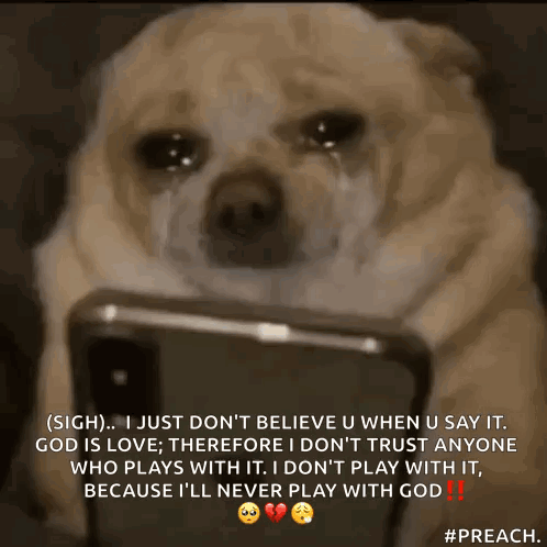 Dog Scroll GIF