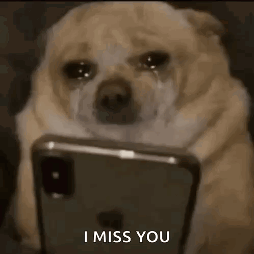 Dog Scroll GIF