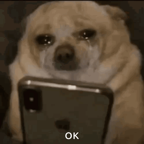 Dog Scroll GIF