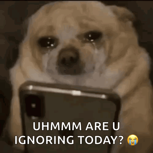 Dog Scroll GIF