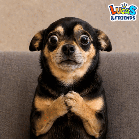 Dog Shocked GIF
