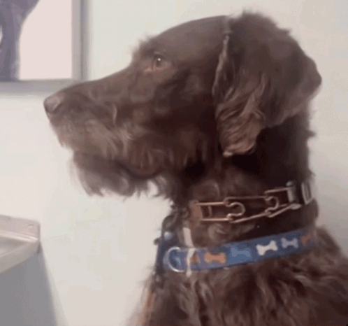 Dog Shocked GIF