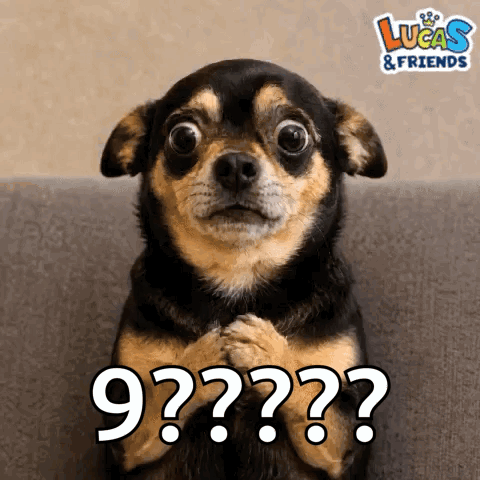 Dog Shocked GIF