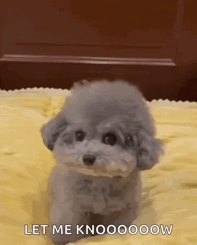 Dog Side Eye GIF