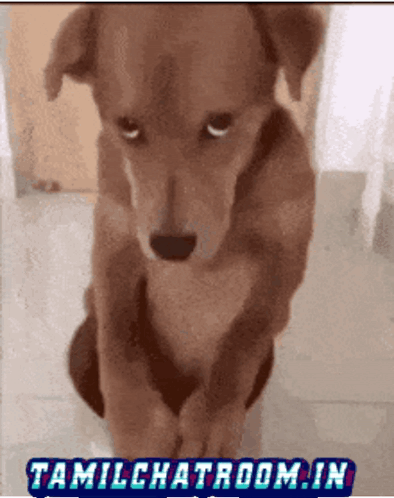 Dog Silent Dog Memes GIF