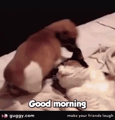Dog Sit On Face GIF