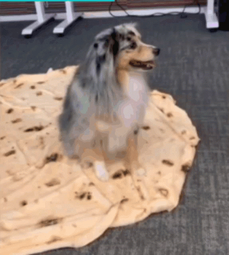 Dog Sleep GIF