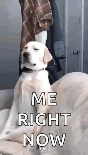 Dog Sleepy GIF