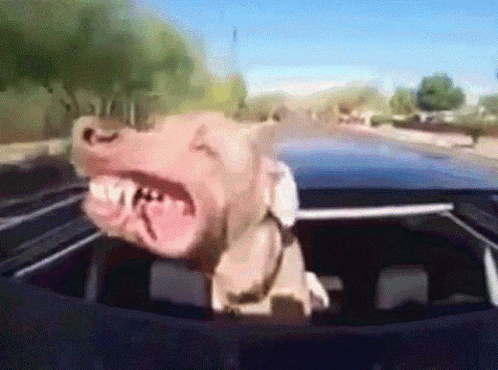 Dog Smile GIF