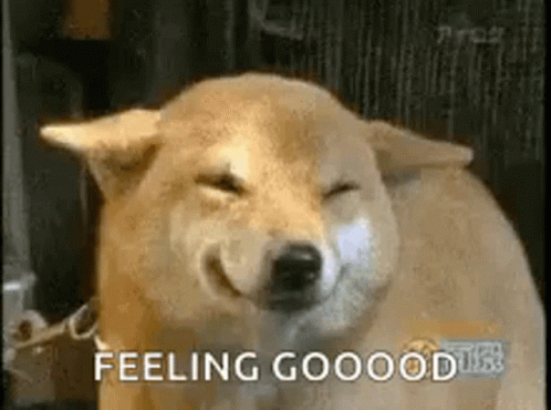 Dog Smile GIF