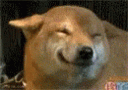 Dog Smile GIF. This 498 x 351 animated GIF is part of our shiba inu smile collection. Related themes include excited, funny, love. Created by…