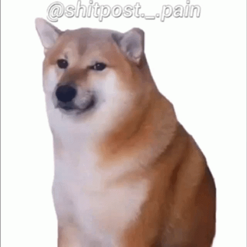 Dog Smile GIF. This 498 x 498 animated GIF is part of our shiba inu smile collection. Related themes include smile. Created by MrJoss. View the original…