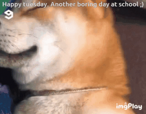 Dog Smiling Happy Tuesday GIF. This 498 x 389 animated GIF is part of our shiba inu smile collection. Created by 1uv_Kiy. View the original animation, share…