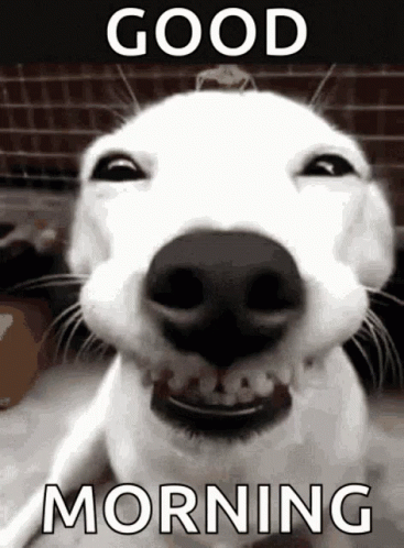 Dog Smiling GIF