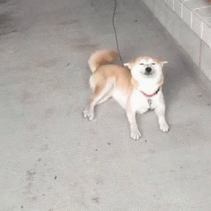 Dog Smiling GIF. This 300 x 300 animated GIF is part of our shiba inu smile collection. Related themes include excited, happy, miss you. Created by…