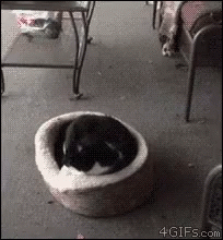 Dog Sneek Attack GIF. This 204 x 220 animated GIF is part of our sneaking up on someone collection. Related themes include cat. View the original animation…