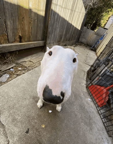 Dog Spinning Target Dog Spinning GIF