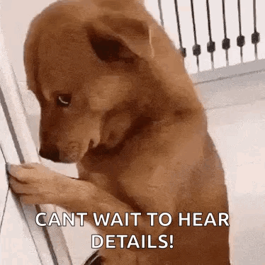 Dog Staring GIF
