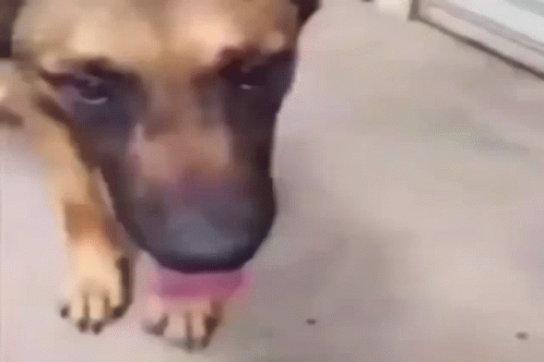 Dog Stinky GIF