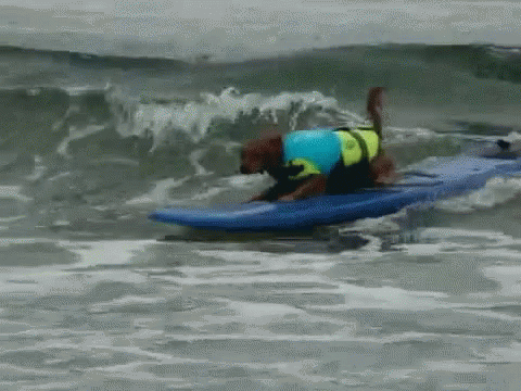 Dog Surfing GIF