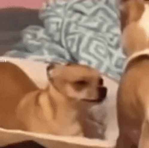 Dog Suspicious Suspicious Dog GIF. This 498 x 493 animated GIF is part of our simpsons suspicious dog collection. Created by frostedfrog. View the original…