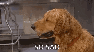 Dog Sweaty GIF