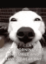 Dog Teeth GIF