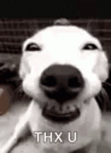 Dog Teeth GIF