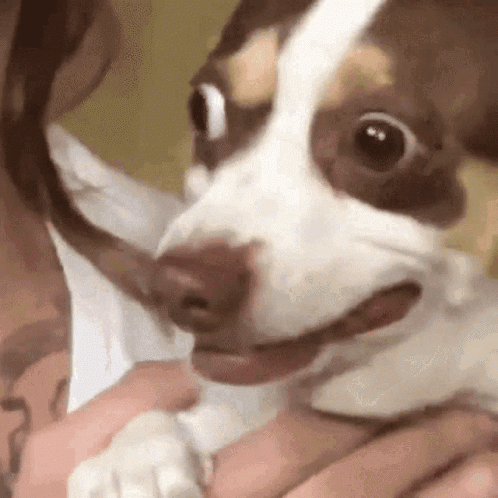 Dog Terrified GIF