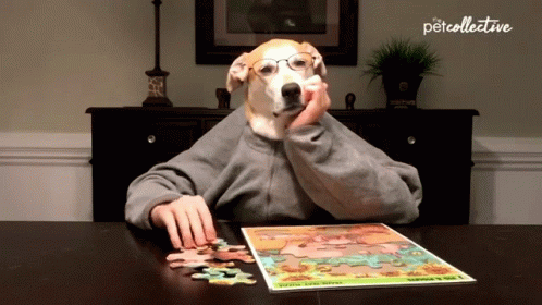 Dog The Pet Collective GIF
