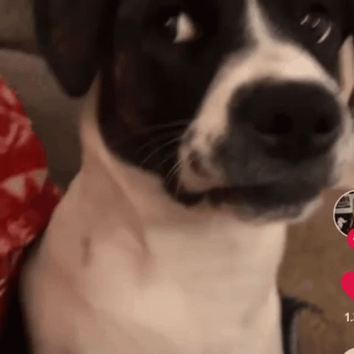 Dog Tiktok GIF. This 498 x 498 animated GIF is part of our stink eye collection. Related themes include funny, side eye, tiktok. Created by lqvnte. View the…