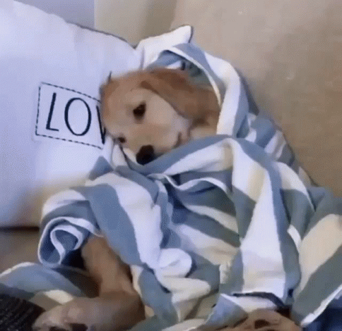 Dog Tired GIF