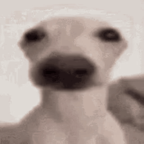 Dog GIF