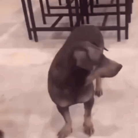 Dog Turn Around Dog Turn Around Shocked GIF