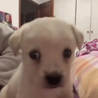 Dog Twitter GIF