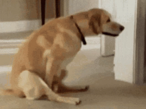 Dog GIF