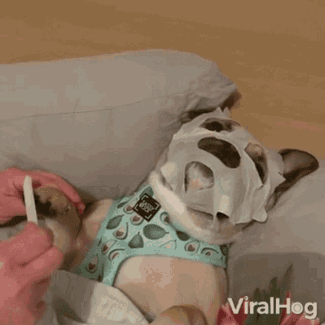 Dog Viralhog GIF