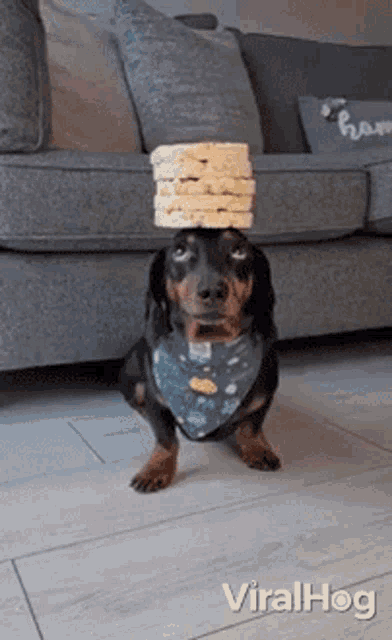 Dog Viralhog GIF