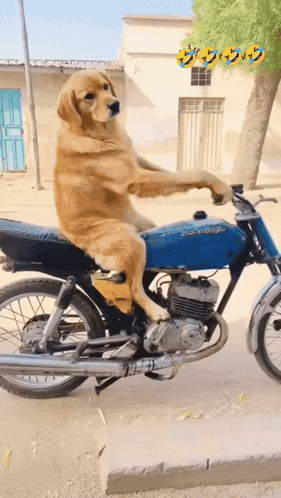 Dog GIF