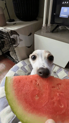 Dog Watermelon GIF