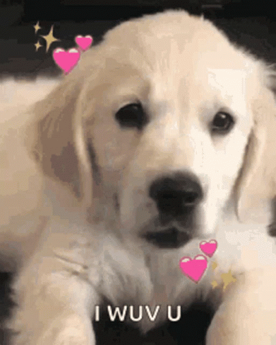 Dog GIF. This 399 x 498 animated GIF is part of our happy birthday puppy collection. Created by chocobust. View the original animation, share it, or browse…