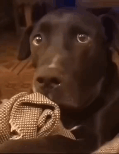 Dog What GIF