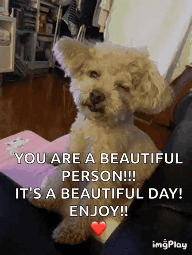 Dog Wink GIF