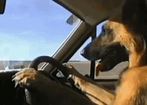 Dog GIF