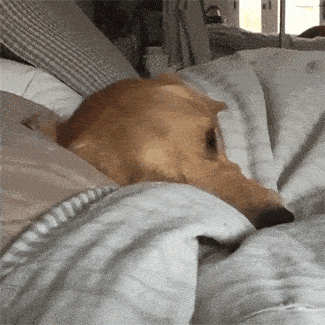 Dog Yawn GIF