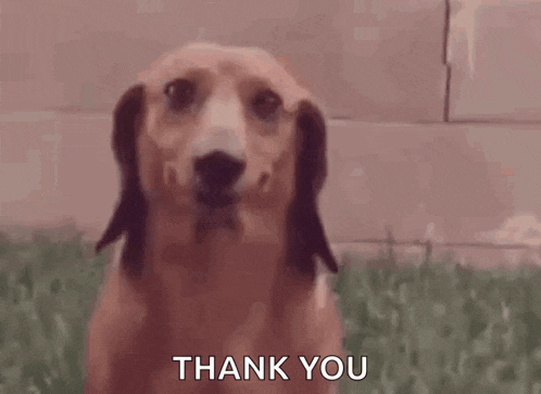 Dog GIF