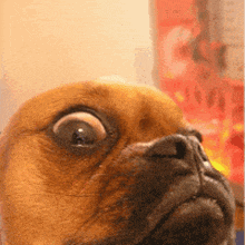Dog GIF