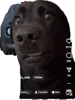 Dog Sticker
